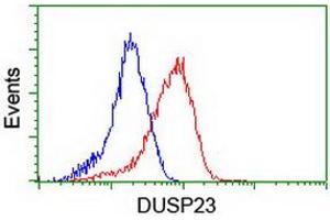 Image no. 14 for anti-Dual Specificity Phosphatase 23 (DUSP23) antibody (ABIN1497930) (DUSP23 antibody)