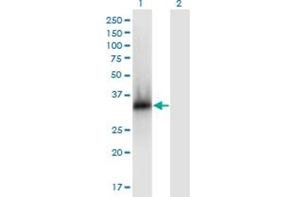 ZNF511 Antikörper  (AA 20-252)
