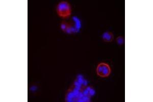 Immunofluorescence (IF) image for anti-CD24 Molecule (CD24) antibody (ABIN2664424) (CD24 antibody)