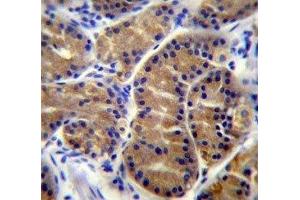IL17B antibody immunohistochemistry analysis in formalin fixed and paraffin embedded human stomach tissue. (IL17B antibody  (AA 39-66))