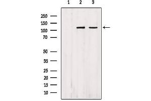Western blot analysis of extracts from various samples, using IPO4 Antibody. (Importin 4 antibody  (Internal Region))