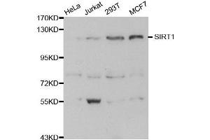 Western blot analysis of extracts of various cell lines, using SIRT1 antibody. (SIRT1 antibody)