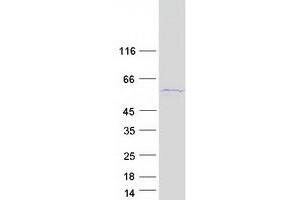 Validation with Western Blot (SRP54 Protein (Myc-DYKDDDDK Tag))