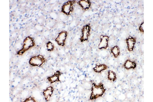 AQP3 antibody  (C-Term)