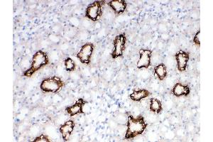 Anti-Aquaporin 3 antibody, IHC(F) IHC(F): Rat Kidney Tissue