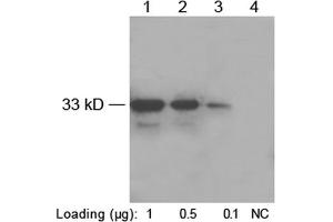 Western blot analysis of His-fusion protein (MW~33 kD) using 1 µg/mL Rabbit Anti-His-tag Polyclonal Antibody (ABIN398410) Lane 1-3: N-terminal His-fusion proteinLane 4: Negative E. (His Tag antibody)
