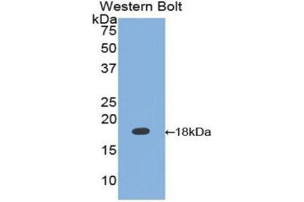 Calmodulin,CAM antibody  (AA 1-149)