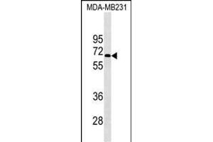 KCNF1 Antibody (Center) (ABIN1538031 and ABIN2849487) western blot analysis in MDA-M cell line lysates (35 μg/lane). (KCNF1 antibody  (AA 195-221))