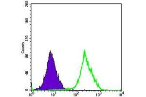 Flow cytometric analysis of Hela cells using FUK mouse mAb (green) and negative control (purple). (FUK antibody)