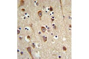 Immunohistochemistry analysis in formalin fixed and paraffin embedded brain tissue reacted with LUC7L2 Antibody (C-term) followed which was peroxidase conjugated to the secondary antibody and followed by DAB staining. (LUC7L2 antibody  (C-Term))