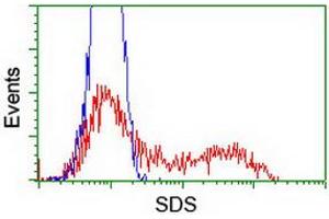 HEK293T cells transfected with either RC217814 overexpress plasmid (Red) or empty vector control plasmid (Blue) were immunostained by anti-SDS antibody (ABIN2455352), and then analyzed by flow cytometry. (serine Dehydratase antibody)