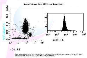 Image no. 1 for anti-Platelet/endothelial Cell Adhesion Molecule (PECAM1) antibody (PE) (ABIN1112114) (CD31 antibody  (PE))