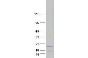 Validation with Western Blot (Histone H2B Type 1-C/E/F/G/I (LOC100407767) protein (Myc-DYKDDDDK Tag))