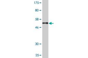 Western Blot detection against Immunogen (54. (RSG1 antibody  (AA 1-258))