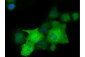 Anti-PAICS mouse monoclonal antibody (ABIN2453414) immunofluorescent staining of COS7 cells transiently transfected by pCMV6-ENTRY PAICS (RC215225). (PAICS antibody)