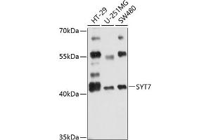 Western blot analysis of extracts of various cell lines, using SYT7 antibody (ABIN6129754, ABIN6148793, ABIN6148794 and ABIN6216498) at 1:3000 dilution. (SYT7 antibody  (AA 38-170))