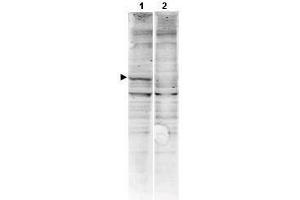 Western blot using  Affinity Purified anti-CaM Kinase II antibody shows detection of a band ~54 kDa corresponding to human alpha CaM Kinase II (arrowhead lane 1). (CAMK2A antibody  (AA 6-23))