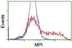 HEK293T cells transfected with either RC208134 overexpress plasmid (Red) or empty vector control plasmid (Blue) were immunostained by anti-MPI antibody (ABIN2455805), and then analyzed by flow cytometry. (MPI antibody)