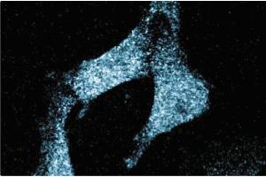 Immunofluorescence staining of human endothelial cells. (SCARB1 antibody  (AA 104-294))