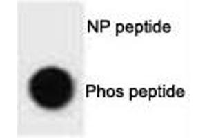 Dot blot analysis of phospho-ULK1 antibody. (ULK1 antibody  (pSer317))