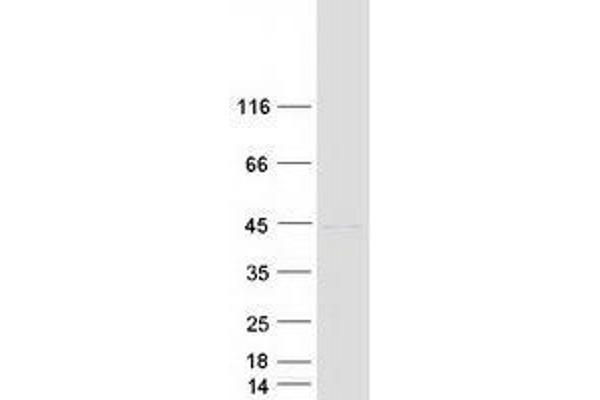 VASH1 Protein (Myc-DYKDDDDK Tag)