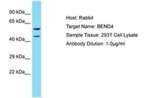 Image no. 1 for anti-BEN Domain Containing 4 (BEND4) (AA 435-484) antibody (ABIN6750808) (BEND4 antibody  (AA 435-484))
