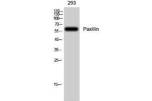 Western Blotting (WB) image for anti-Paxillin (PXN) (Thr505), (Thr508) antibody (ABIN3186345) (Paxillin antibody  (Thr505, Thr508))
