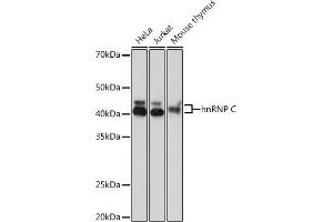 Western blot analysis of extracts of various cell lines, using hnRNP C Rabbit mAb (ABIN7267629) at 1:1000 dilution. (HNRNPC antibody)
