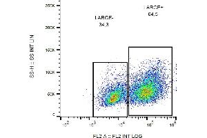 Flow cytometry analysis of LARGE1 in HEK293-LARGE1 transfectants using mouse monoclonal antibody (clone LARGE-02) PE. (LARGE1 (AA 35-142) antibody (PE))