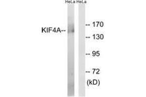 Western blot analysis of extracts from HeLa cells, using KIF4A Antibody. (KIF4A antibody  (AA 1171-1220))