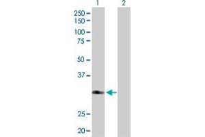 Western Blot analysis of FBXO6 expression in transfected 293T cell line by FBXO6 MaxPab polyclonal antibody. (FBXO6 antibody  (AA 1-293))