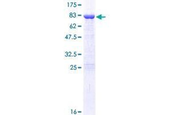 DDX19A Protein (AA 1-478) (GST tag)