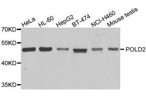 Western blot analysis of extracts of various cell lines, using POLD2 antibody. (POLD2 antibody  (AA 120-360))