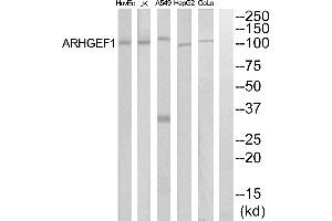 Western blot analysis of extracts from COLO205, HepG2, HuvEc and Jurkat cells, using ARHGEF1 antibody. (ARHGEF1 antibody  (Internal Region))