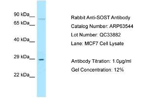 Western Blotting (WB) image for anti-Sclerostin (SOST) (N-Term) antibody (ABIN2789538) (Sclerostin antibody  (N-Term))