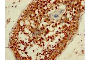 IHC image of ABIN7165006 diluted at 1:200 and staining in paraffin-embedded human testis tissue performed on a Leica BondTM system. (AATF antibody  (AA 6-294))