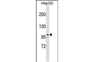 Western blot analysis in HepG2 cell line lysates (35ug/lane). (ARID5B antibody  (AA 389-418))