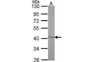 PPID antibody