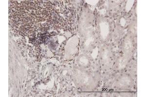 Immunoperoxidase of purified MaxPab antibody to SP110 on formalin-fixed paraffin-embedded human kidney. (SP110 antibody  (AA 1-547))