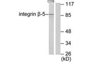 Western blot analysis of extracts from COS7 cells, using Integrin beta5 Antibody. (Integrin beta 5 antibody  (AA 721-770))