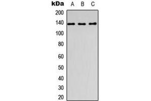 Western blot analysis of Collagen 1 alpha 1 expression in HEK293T (A), Raw264. (COL1A1 antibody  (C-Term))