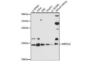 Western blot analysis of extracts of various cell lines, using MRPL42 antibody (ABIN6292792) at 1:3000 dilution. (MRPL42 antibody)
