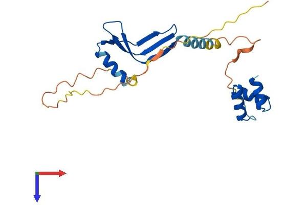 NACA Protein (AA 1-215) (His tag)
