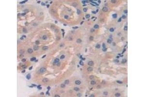 IHC-P analysis of Mouse Tissue, with DAB staining. (Biglycan antibody  (AA 53-166))
