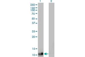 Western Blot analysis of DDT expression in transfected 293T cell line by DDT monoclonal antibody (M01), clone 1G1. (DDT antibody  (AA 1-118))