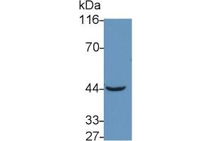 Detection of TNFRSF19L in Mouse Skeletal muscle lysate using Polyclonal Antibody to Tumor Necrosis Factor Receptor Superfamily, Member 19 Like Protein (TNFRSF19L) (TNFRSF19 antibody  (AA 41-161))
