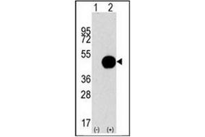 Western blot analysis of APG4B (arrow) using APG4B / ATG4B Antibody . (ATG4B antibody  (AA 264-293))
