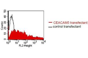 FACS analysis of BOSC23 cells using MUS. (CEACAM5/6 antibody)