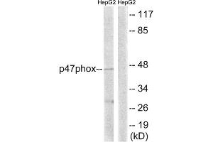 Western blot analysis of extracts from HepG2 cells, treated with TNF (20ng/ml, 5mins), using p47 phox (epitope around residue 345) antibody. (NCF1 antibody  (Ser345))