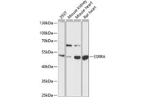 Western blot analysis of extracts of various cell lines, using ESRRA antibody (ABIN6129375, ABIN6140306, ABIN6140307 and ABIN6218463) at 1:1000 dilution. (ESRRA antibody  (AA 1-423))